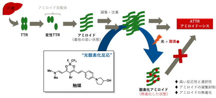 図1：アミロイドの触媒的光酸素化反応