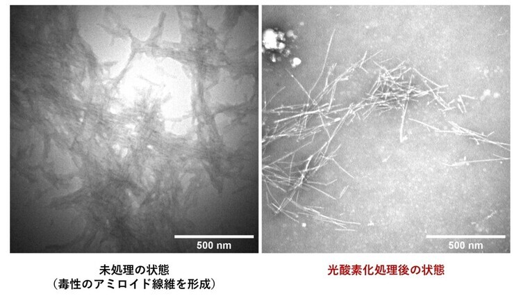 図2：光酸素化前後におけるアミロイドの凝集形態の変化