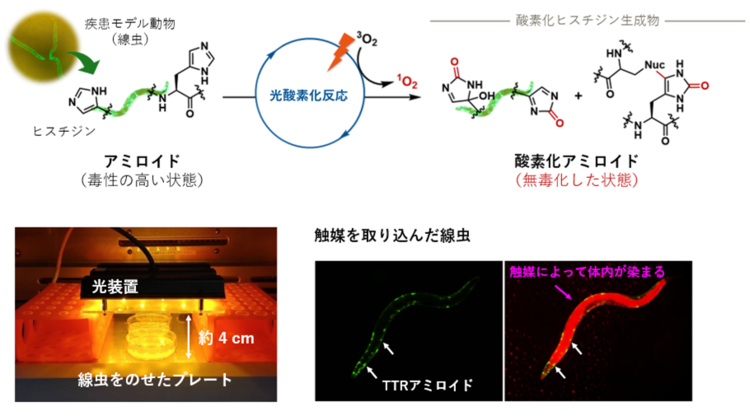 図3：モデル線虫を用いた実験系