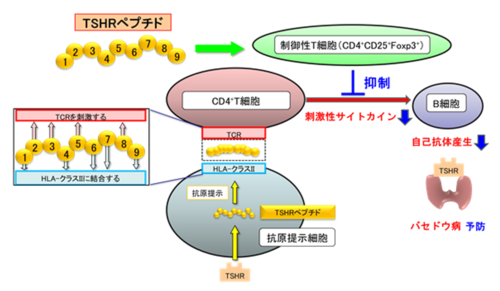 TSH受容体ペプチドが制御性T細胞を誘導
