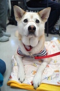 チャチャくん
