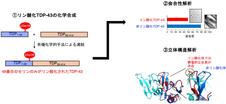 図1：今回得られた成果の概要