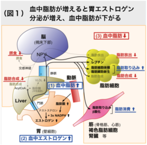 図1：血中脂肪が増えると胃エストロゲン分泌が増え、血中脂肪が下がる