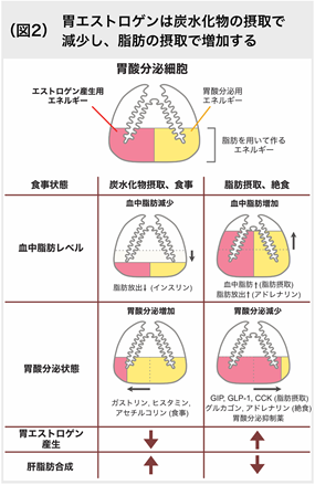 図2：胃エストロゲンは炭水化物の摂取で減少し、脂肪の摂取で増加する