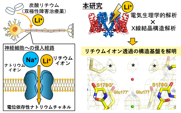 リチウムイオンを選択的に透過するイオンチャネルの創生に成功