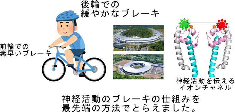 神経の暴走を防ぐブレーキ作動の瞬間を捉える