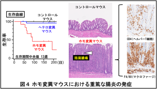 図４