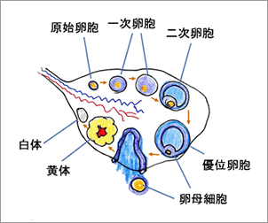 shinryo2