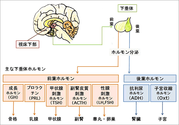 shinryo3