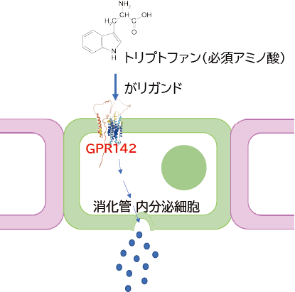 GPR142